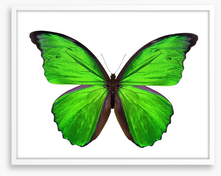 Emerald butterfly