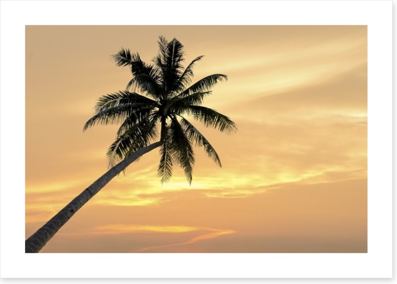 Palm tree afterglow