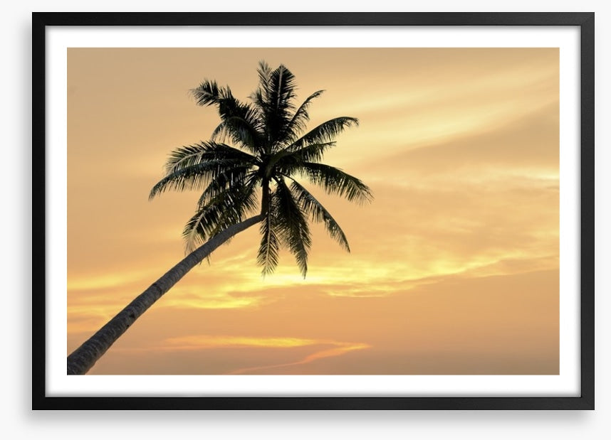 Palm tree afterglow