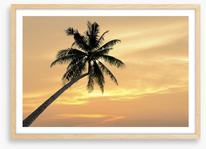 Palm tree afterglow