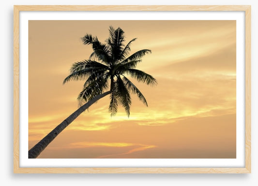 Palm tree afterglow