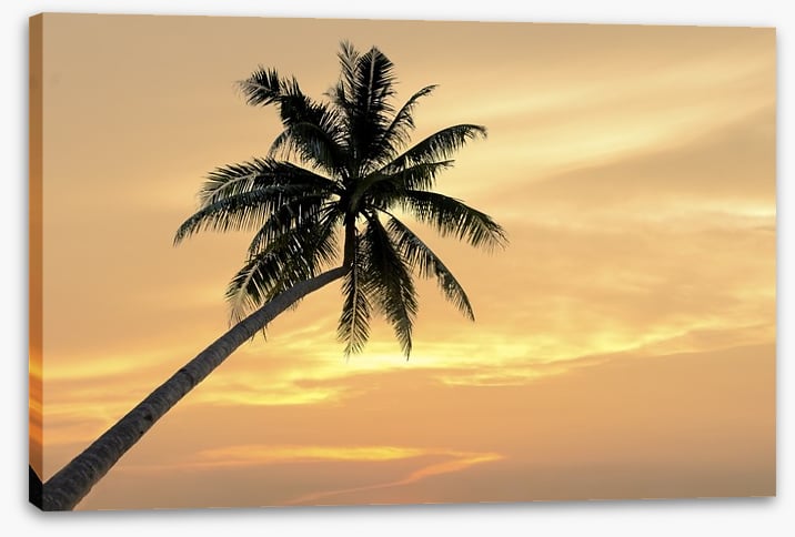 Palm tree afterglow