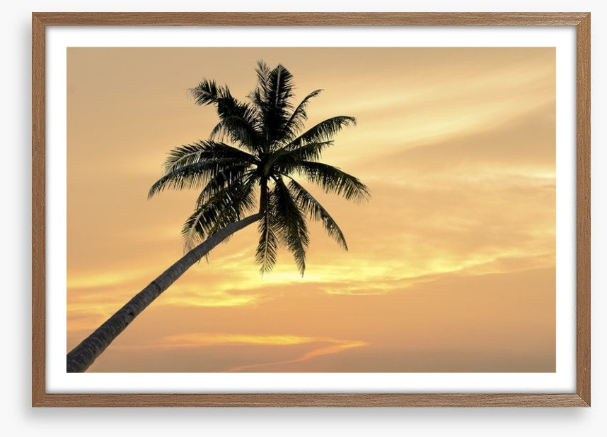 Palm tree afterglow