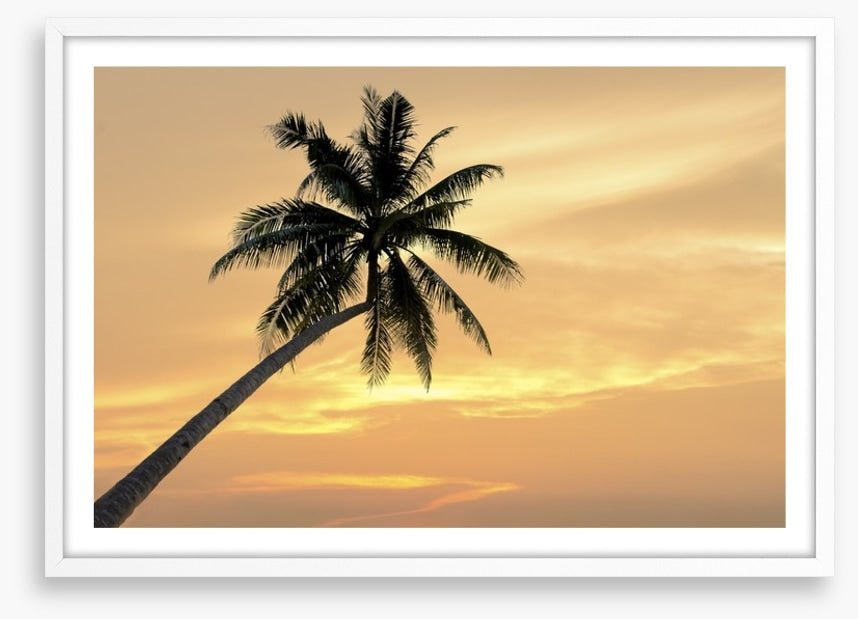 Palm tree afterglow