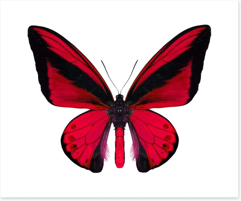 The vibrant monarch