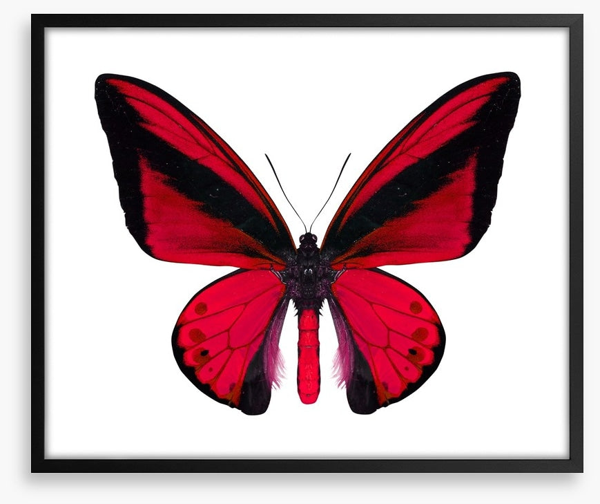 The vibrant monarch