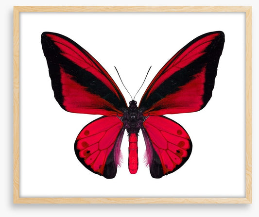 The vibrant monarch