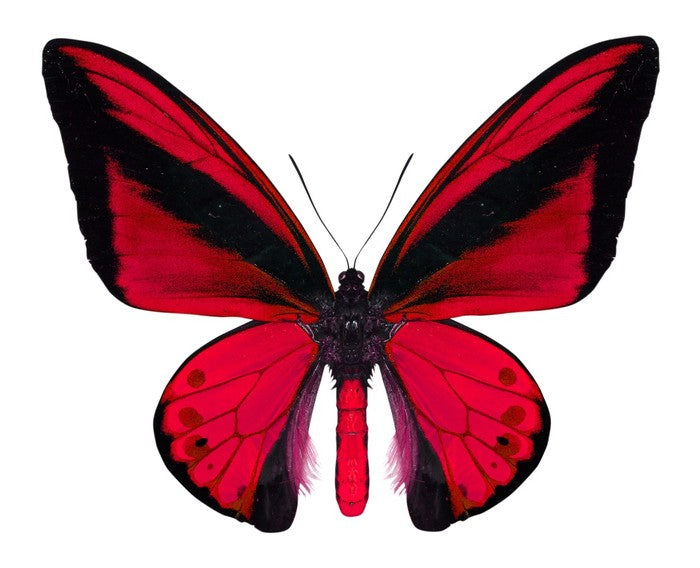 The vibrant monarch