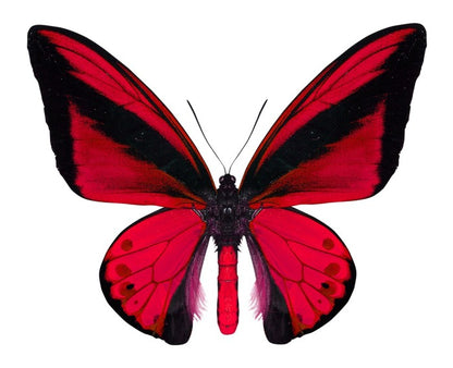 The vibrant monarch