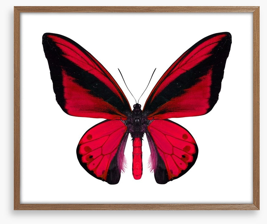 The vibrant monarch