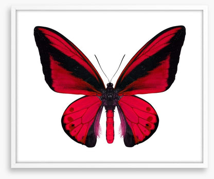 The vibrant monarch