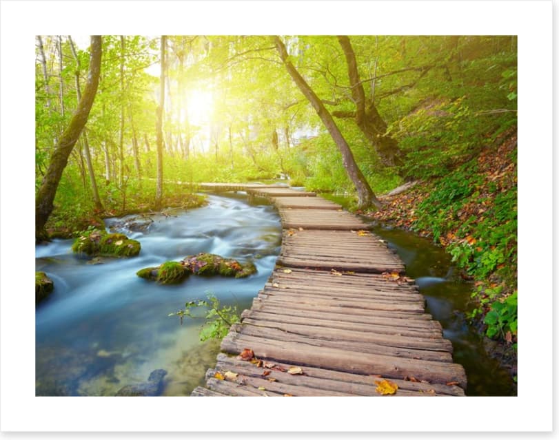 Boardwalk through the forest