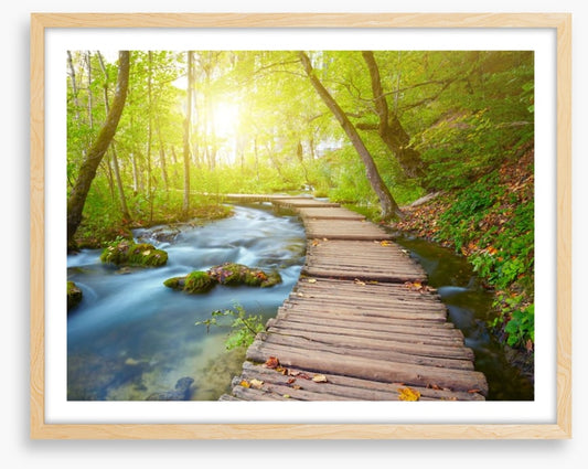 Boardwalk through the forest
