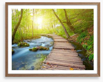 Boardwalk through the forest