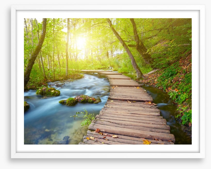 Boardwalk through the forest