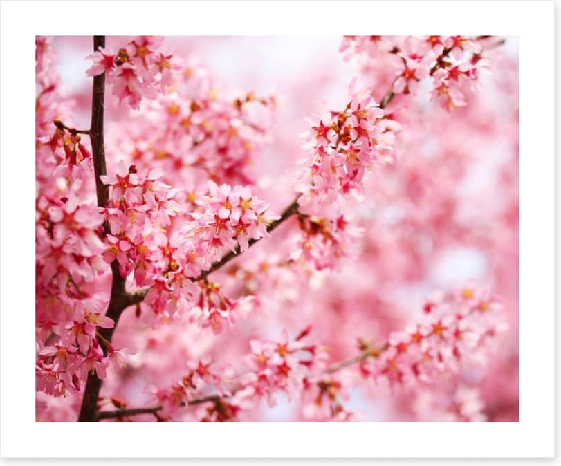 Cherry blossom sakura