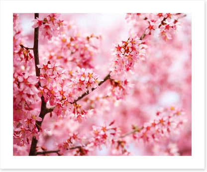 Cherry blossom sakura