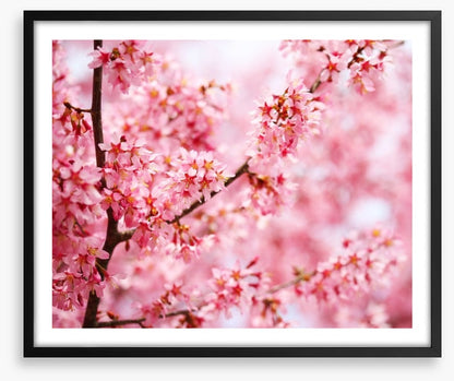 Cherry blossom sakura
