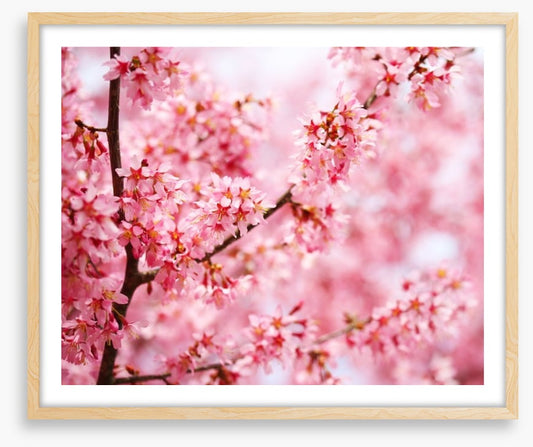 Cherry blossom sakura
