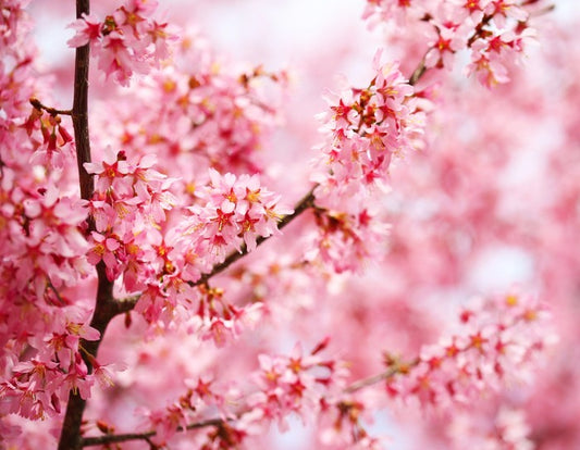 Cherry blossom sakura