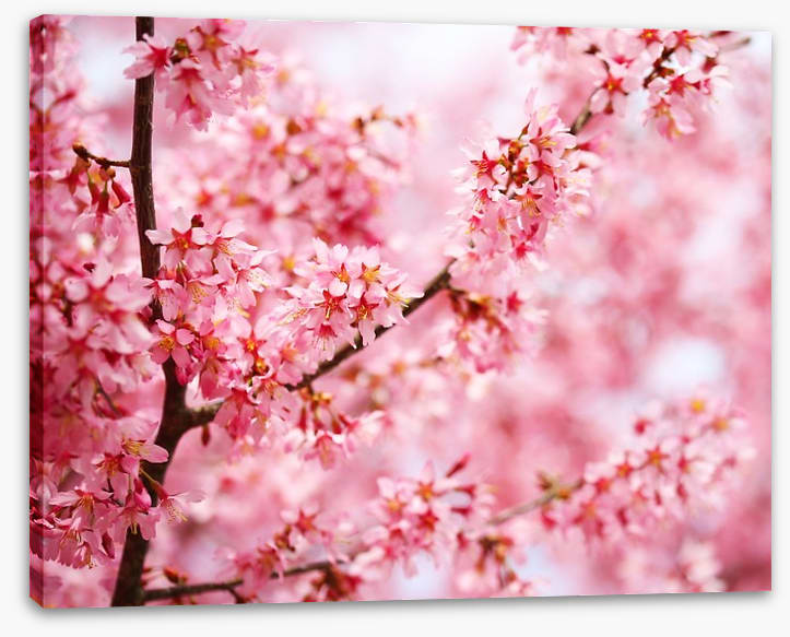 Cherry blossom sakura