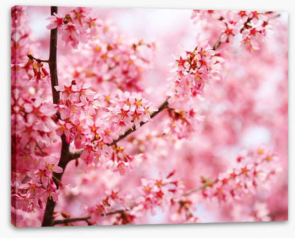 Cherry blossom sakura