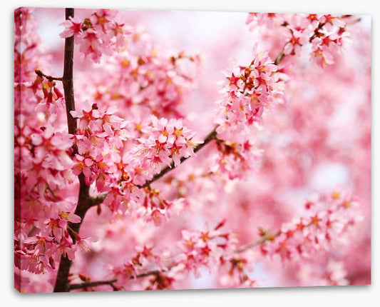 Cherry blossom sakura
