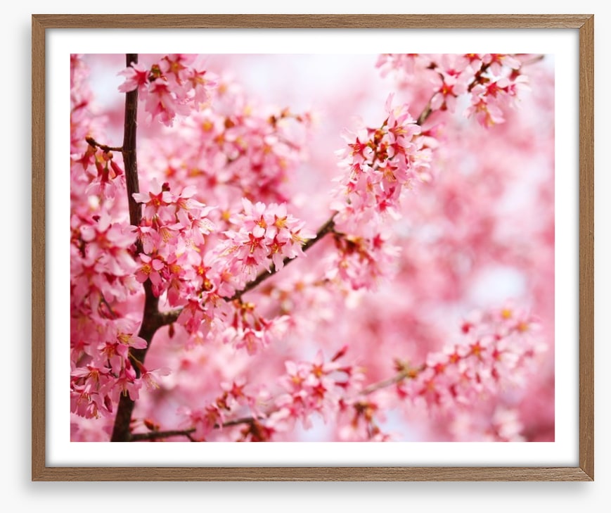 Cherry blossom sakura