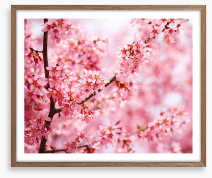 Cherry blossom sakura
