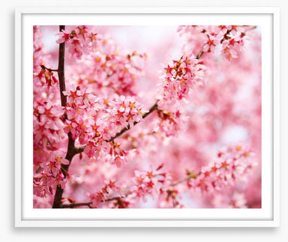 Cherry blossom sakura