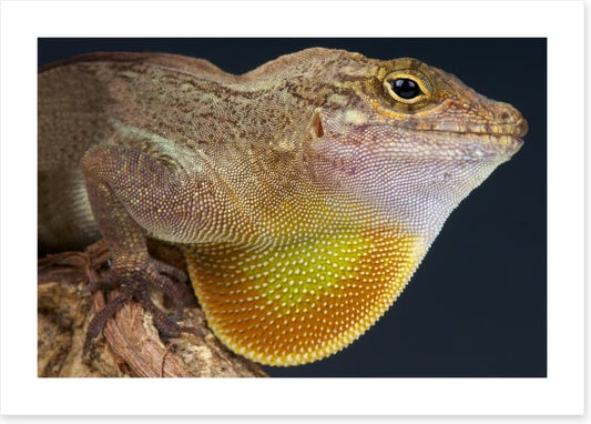 Reptiles / Amphibian