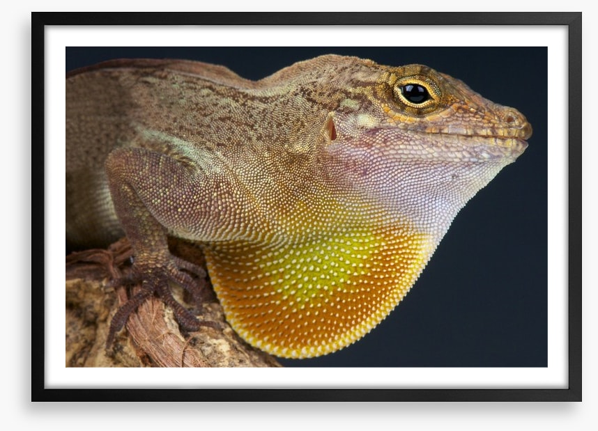 Reptiles / Amphibian