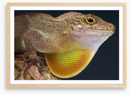 Reptiles / Amphibian