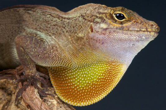 Reptiles / Amphibian