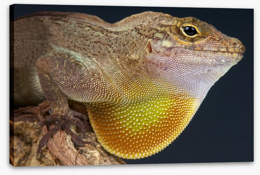 Reptiles / Amphibian