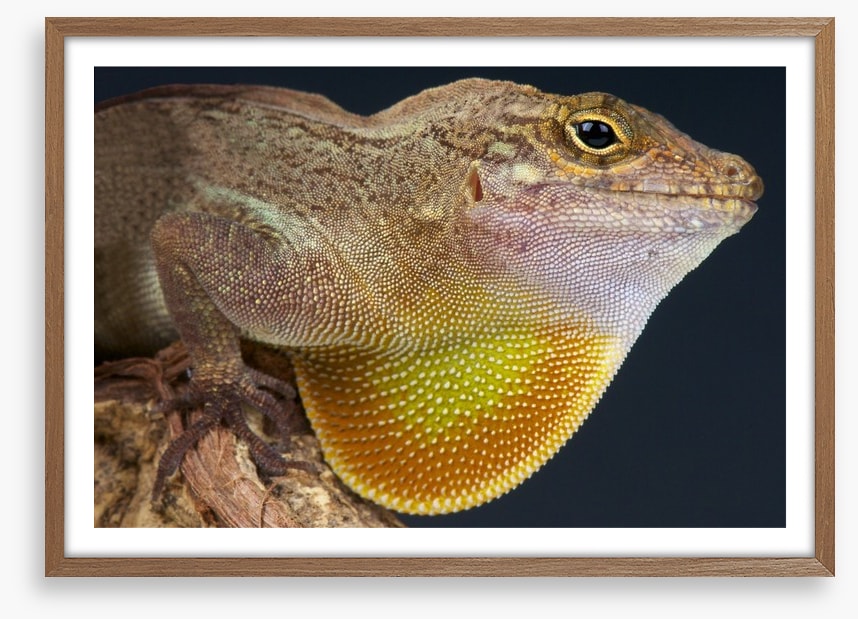 Reptiles / Amphibian