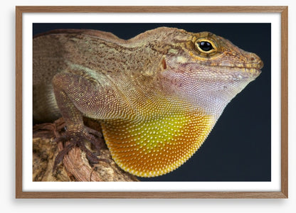 Reptiles / Amphibian