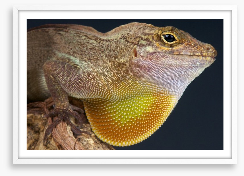 Reptiles / Amphibian