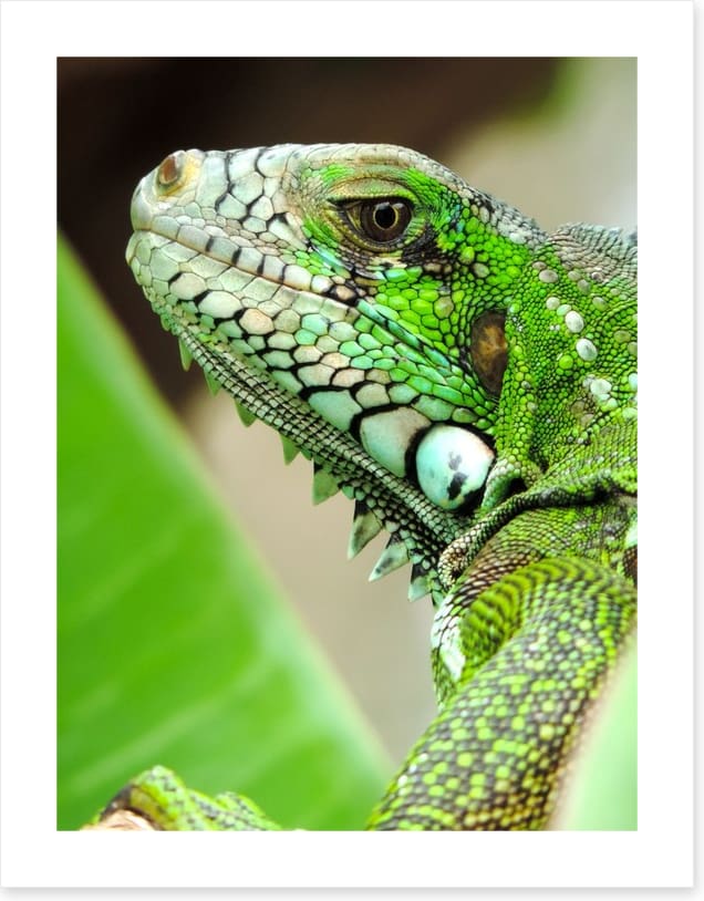 Reptiles / Amphibian