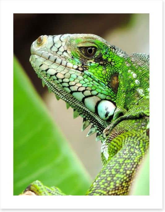 Reptiles / Amphibian