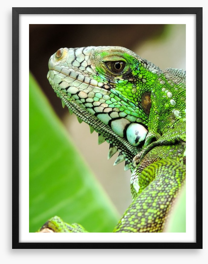 Reptiles / Amphibian