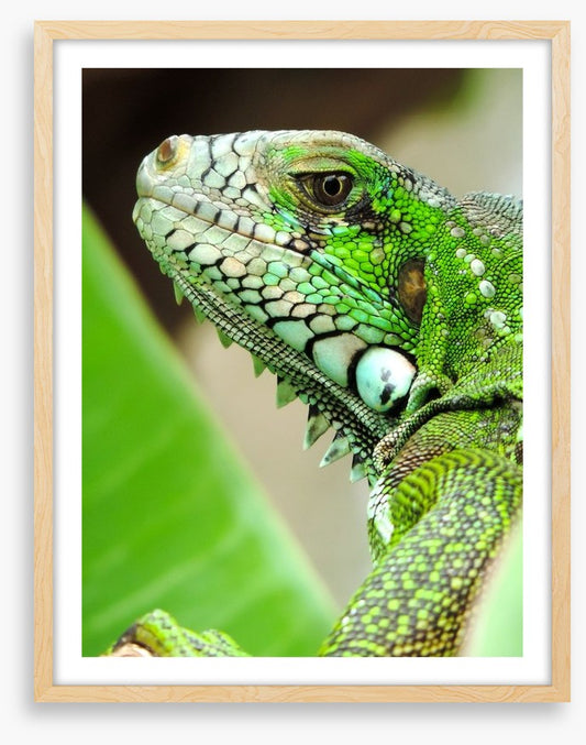 Reptiles / Amphibian