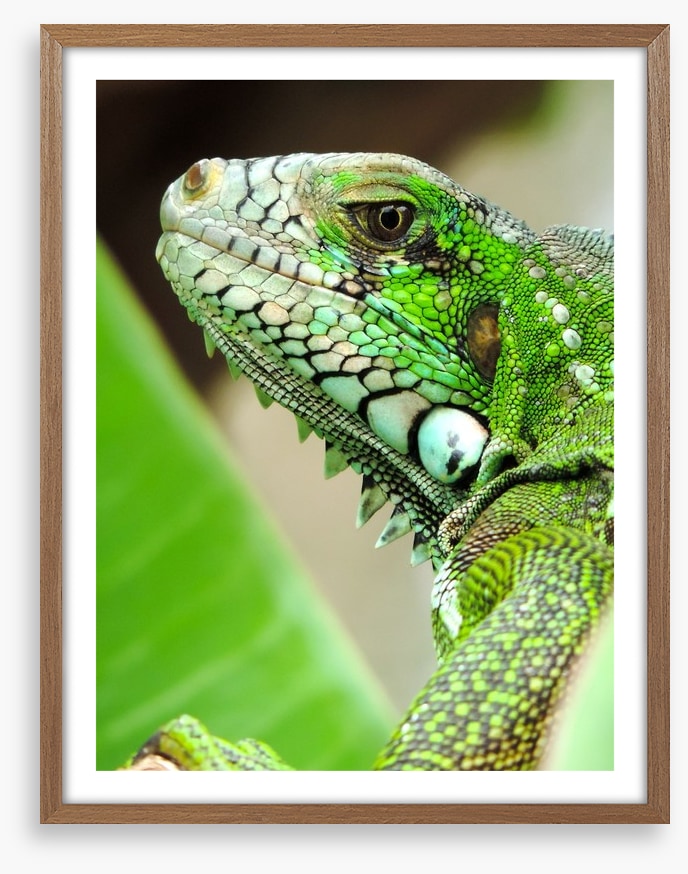 Reptiles / Amphibian