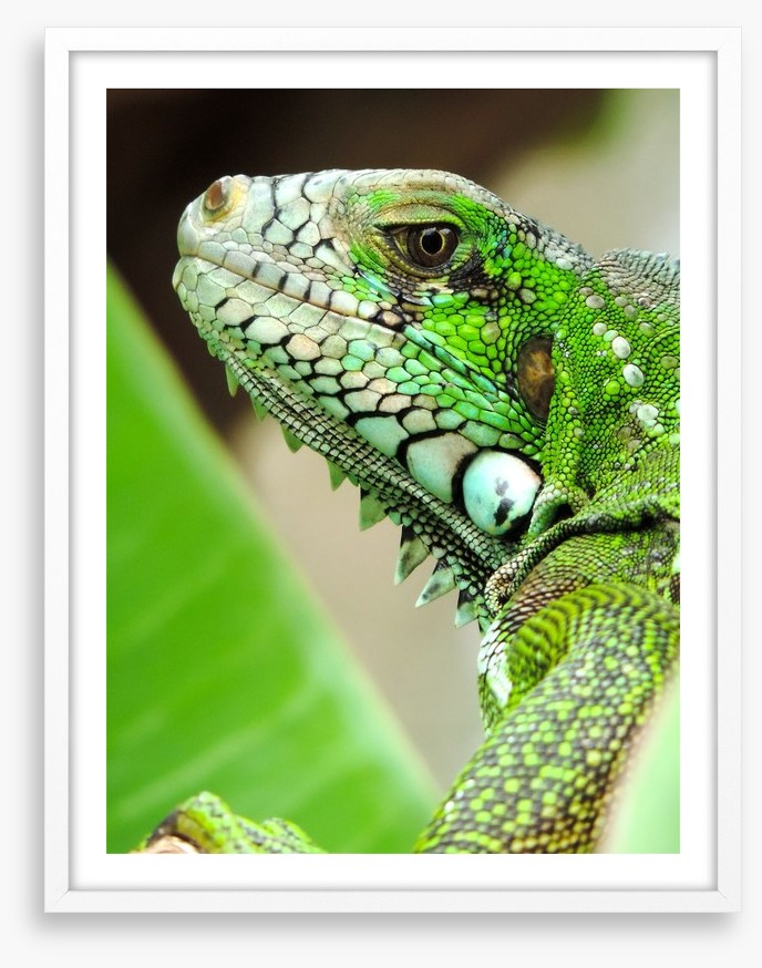 Reptiles / Amphibian