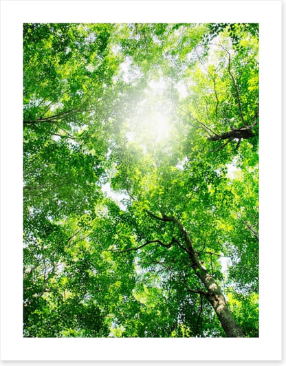 Through the canopy