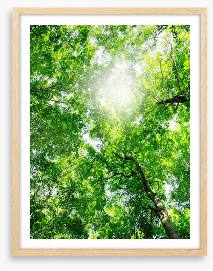 Through the canopy