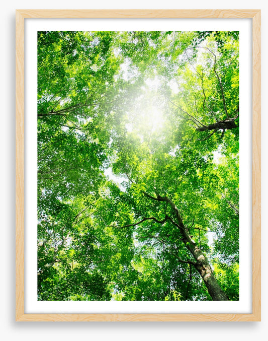 Through the canopy