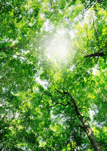 Through the canopy