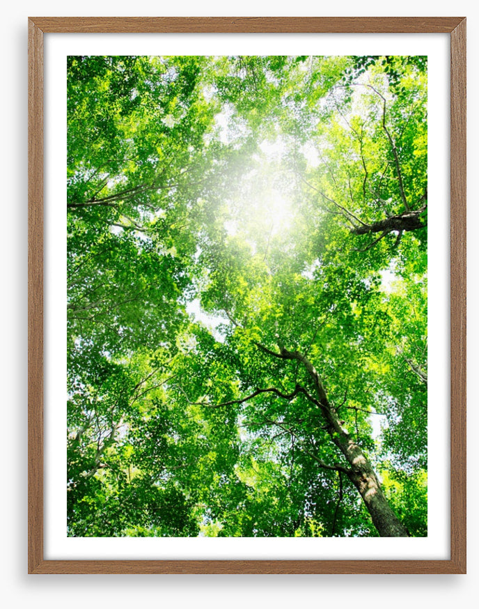 Through the canopy