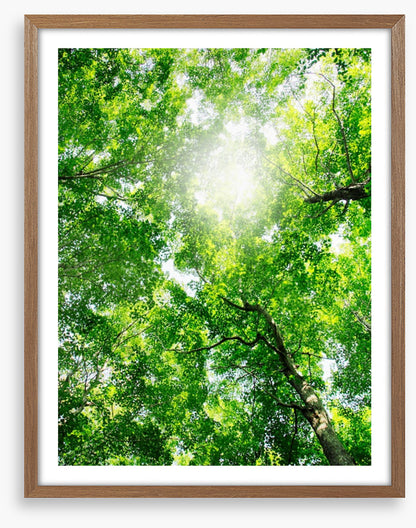 Through the canopy